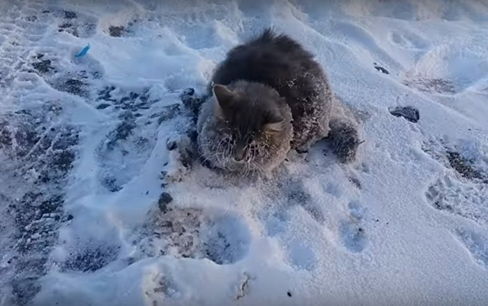 Video: Con mèo được cứu khỏi bẫy băng ở Chelyabinsk - Sputnik Việt Nam