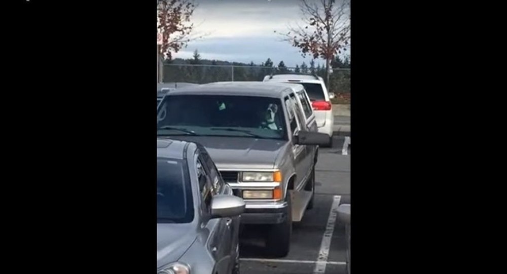 Video: Bị nhốt trong xe, chó bấm còi gọi chủ
