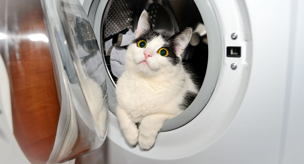 Con mèo sống sót sau 40 phút bị quay trong máy giặt