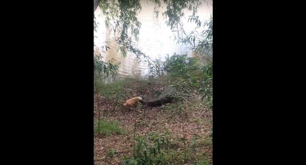 Trận chiến nguy hiểm giữa chó và cá sấu rơi vào tầm ngắm của camera quay video